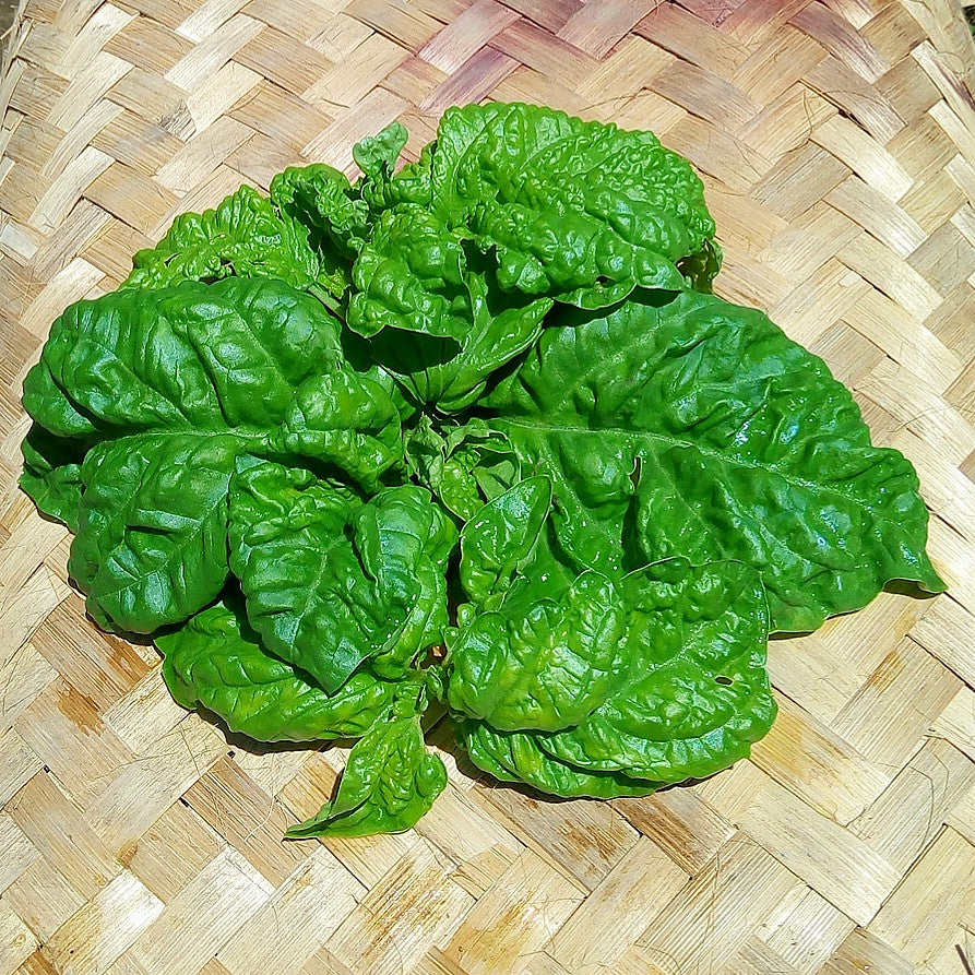 Basil Italian Lettuce type