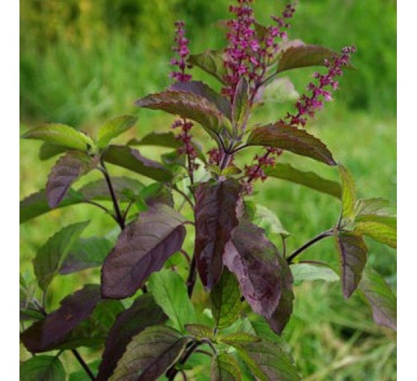 Basil Holy Khrisna Tulsi