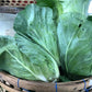 Cabbage, Hispi