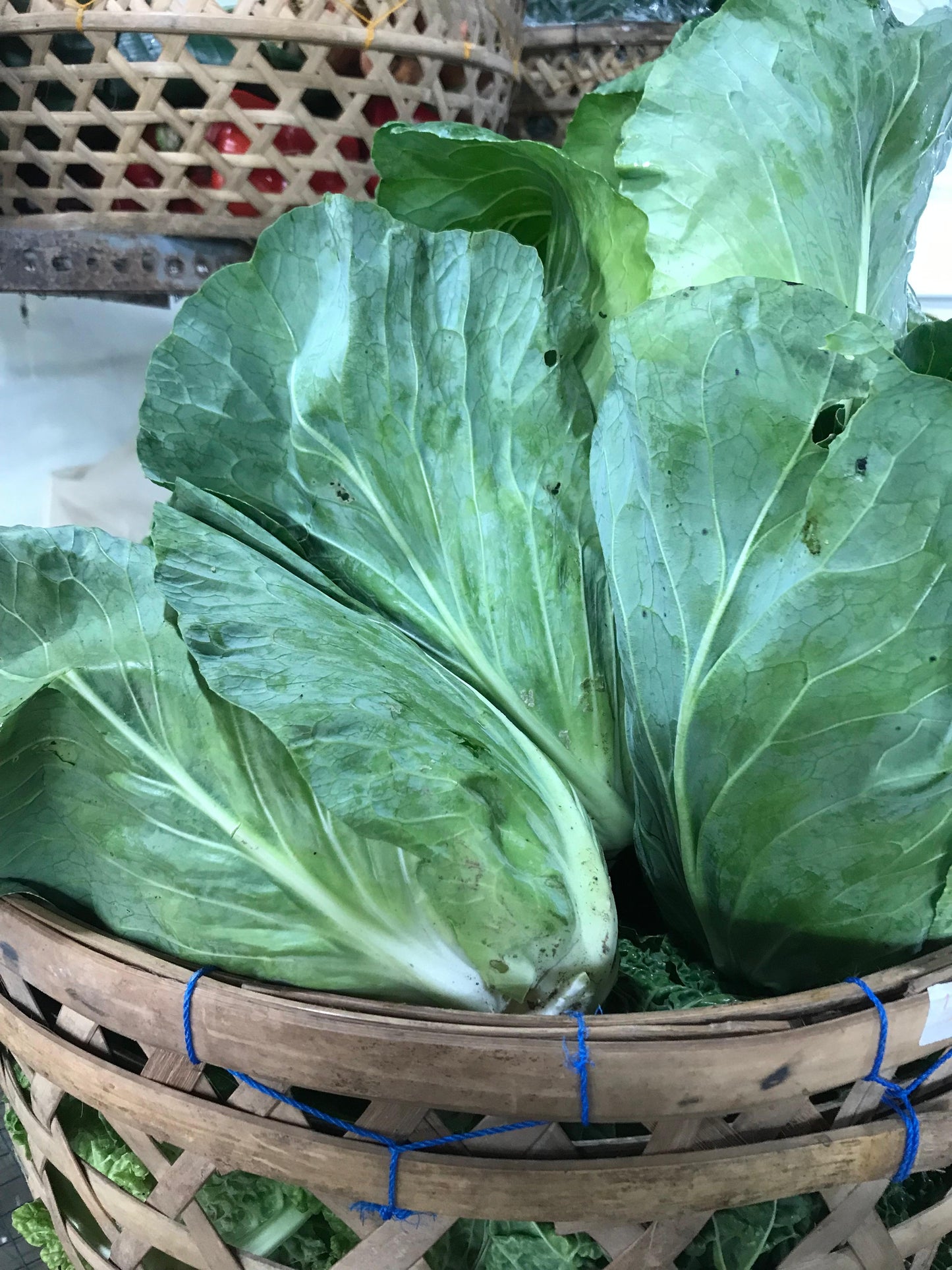 Cabbage, Hispi