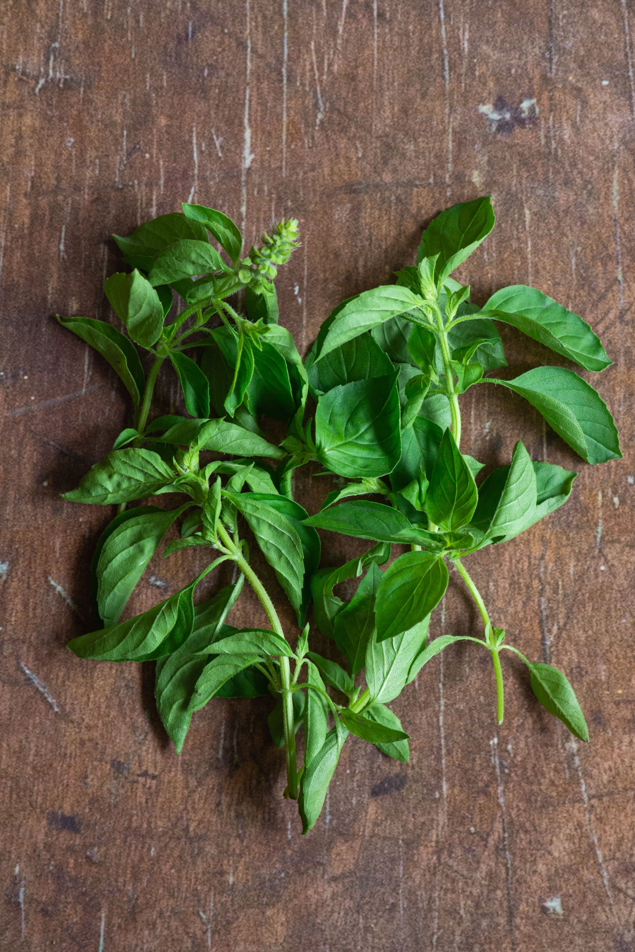 Basil Lemon Kemangi